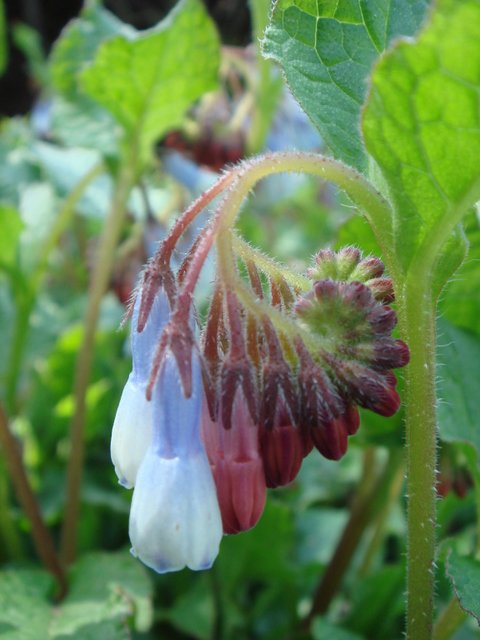 Symphytum 'Hidcote Blue' fleur